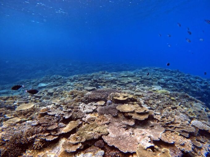 From Naha Scuba Diving Trip in Kerama (For Certified Divers) - Pricing and Booking