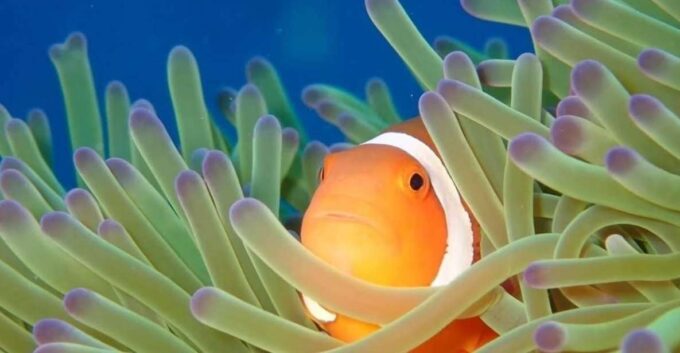 From Naha Scuba Diving Trip in Kerama (For Certified Divers) - Frequently Asked Questions
