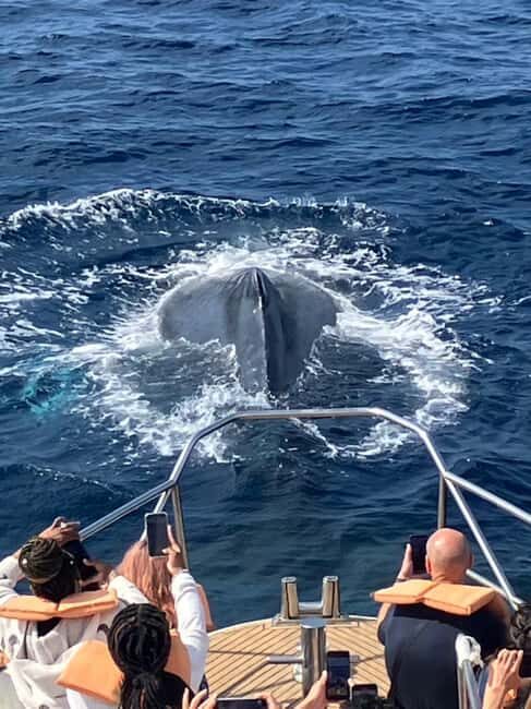 From Naha Whale Watching (Naha city Pickup) English guide - A Closer Look at the Okinawa Whale Watching Tour