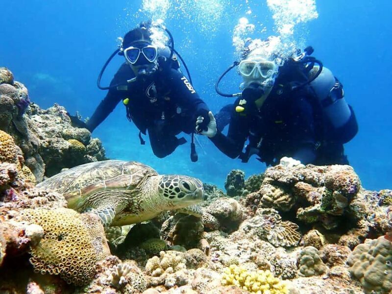 From Naha:Full-Day Kerama Island Experience 1Dive/Snorkeling - An In-Depth Look at the Tour