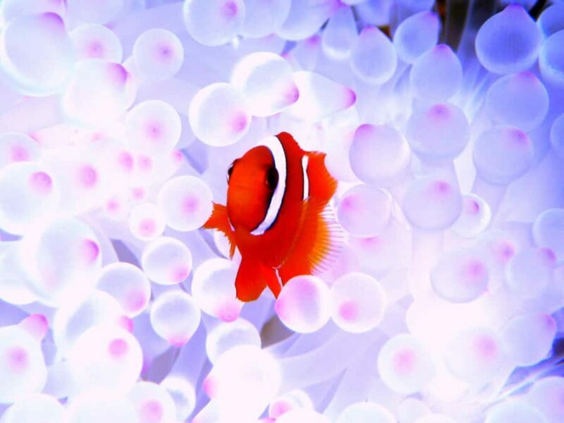 From Naha:Full-Day Kerama Island Experience 1Dive/Snorkeling - FAQs