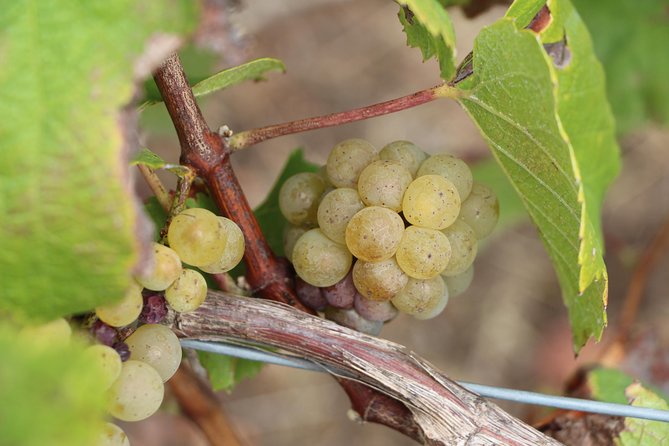 From Nantes - Vineyard of Nantes in Minivan - Half Day - Inclusions and Amenities