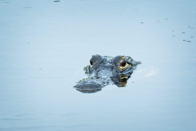 From Naples: 10,000 Islands Boat Trip and Everglades Walk - Tour Itinerary