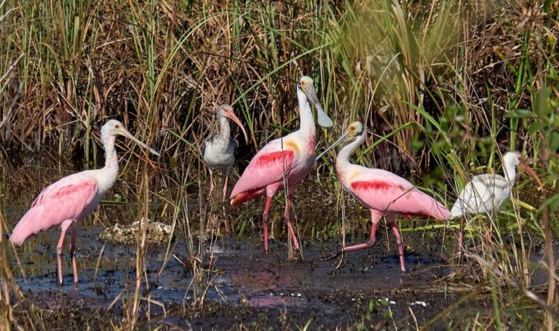 From Naples: 10,000 Islands Boat Trip and Everglades Walk - Exploring the Ten Thousand Islands
