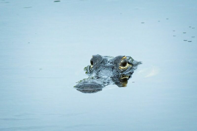 From Naples: 10,000 Islands Boat Trip & Everglades Walk! - Key Points