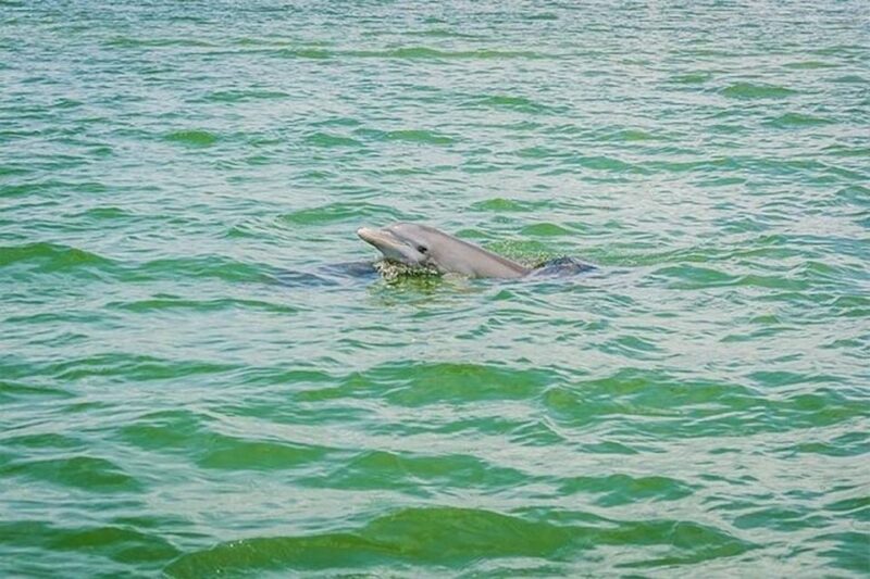 From Naples, FL: Marco Island Mangroves Kayak or Paddle Tour - Customer Reviews
