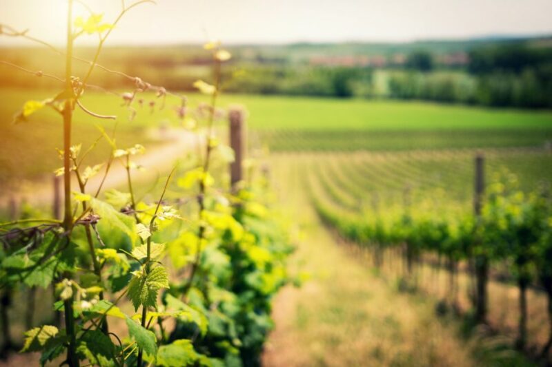 From Naples: Pompeii and Wine Tasting Tour With Lunch - Pompeii Guided Tour