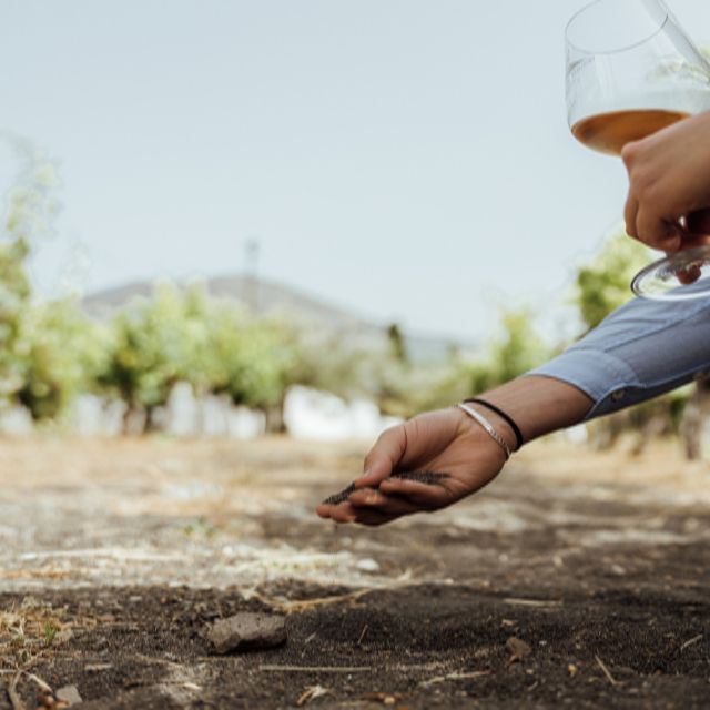 From Naples: Wine Tasting Tour on Vesuvius Slopes With Lunch - Customer Reviews