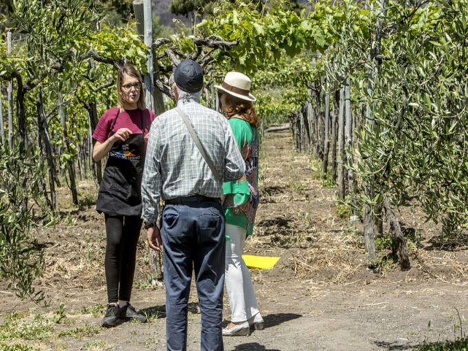 From Naples: Wine Tasting Tour on Vesuvius Slopes With Lunch - Lunch on Vesuvius Slopes