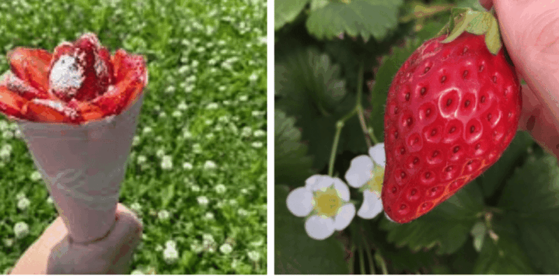 From Nara: Sock Factory Tour, Strawberry Picking, and Lunch - Meeting Point and Directions