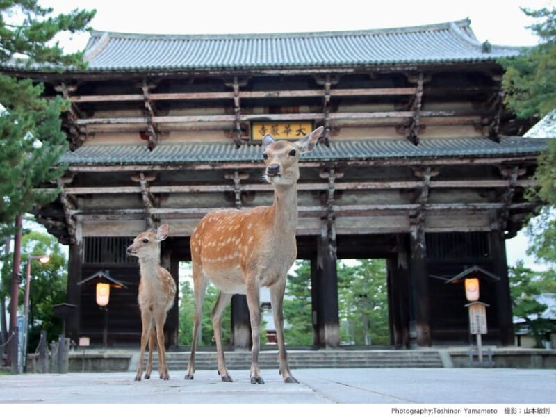 From Nara:Half-Day Bus Tour to UNESCO Heritage&Mt. Wakakusa - Itinerary Overview