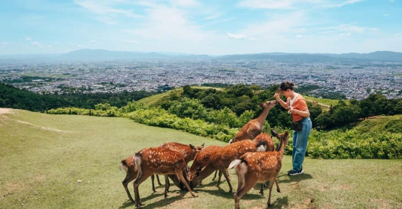 From Nara:Half-Day Bus Tour to UNESCO Heritage&Mt. Wakakusa - Included Amenities
