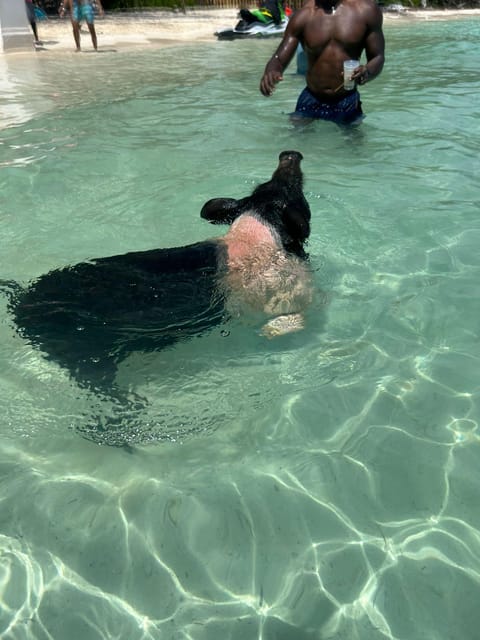 From Nassau: Boat Trip to Pig Beach With Unlimited Drinks - Itinerary Highlights