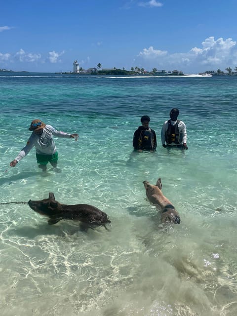 From Nassau: Boat Trip to Pig Beach With Unlimited Drinks - Booking and Pricing