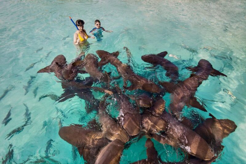 From Nassau: Exuma Swimming Pigs, Sharks and More - Itinerary Highlights