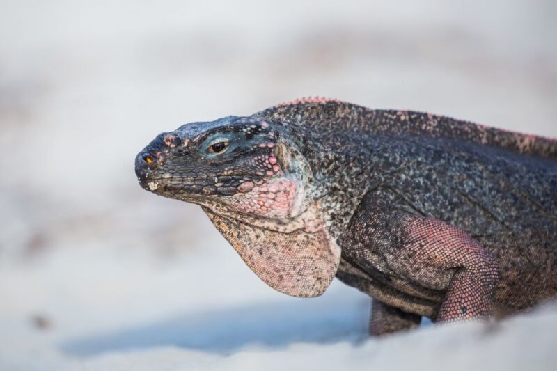 From Nassau: Exuma Swimming Pigs, Sharks and More - Inclusions and Amenities