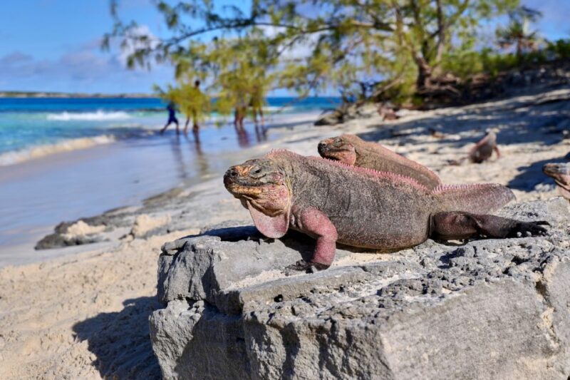 From Nassau: Exuma Swimming Pigs, Sharks and More - Getting to the Exumas