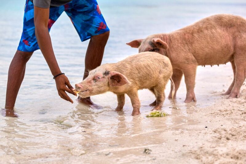 From Nassau: Exuma Swimming Pigs, Sharks and More - Preparing for the Adventure