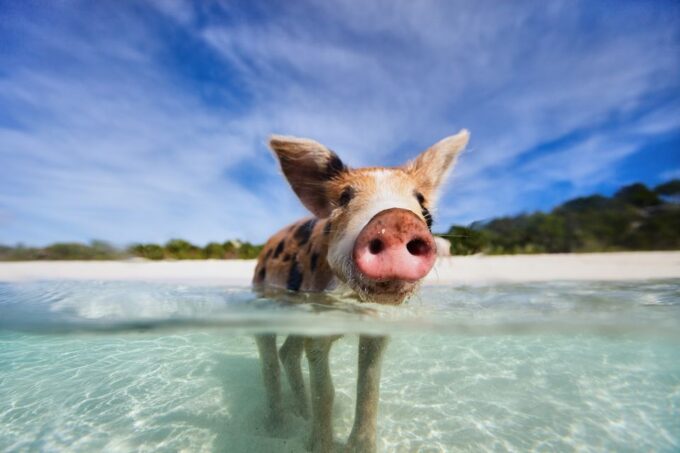 From Nassau: Exuma Swimming Pigs, Sharks and More - Frequently Asked Questions
