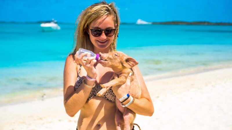 From Nassau: Swimming Pigs Island by Water Taxi With Drinks - Key Points