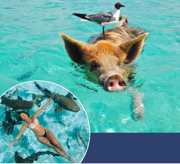 From Nassau:Air-Sea Promotion Breathtaking TourSwimming Pigs - Unique Experiences
