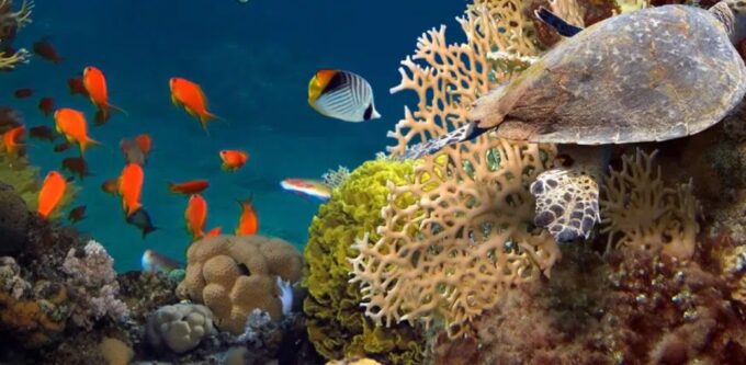 From Nassau:Air-Sea Promotion Breathtaking TourSwimming Pigs - Reservation and Payment