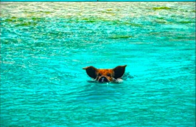 From Nassau:Air-Sea Promotion Breathtaking TourSwimming Pigs - Frequently Asked Questions
