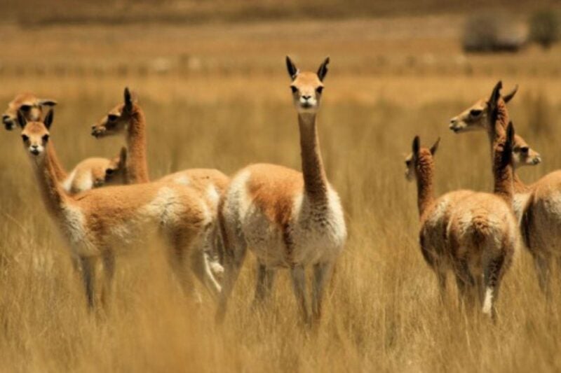 From Nazca || Excursion to Pampa Galeras Barbara DAchille - Itinerary Details