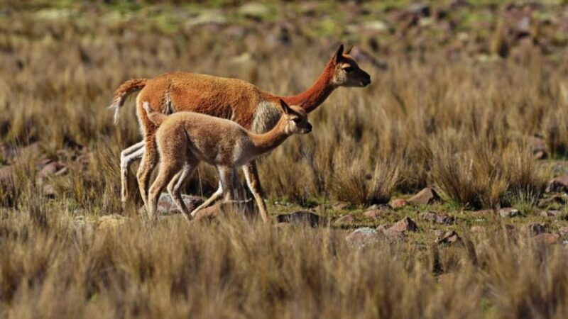 From Nazca || Excursion to Pampa Galeras Barbara DAchille - Wildlife Experience