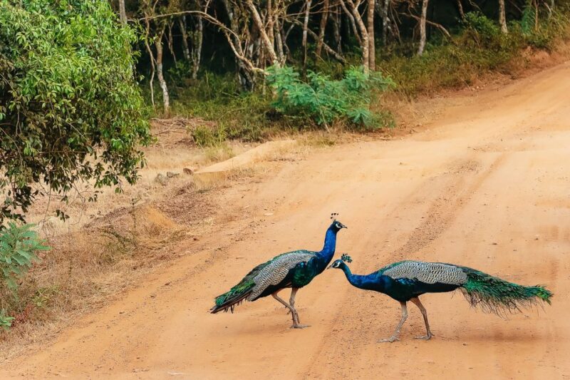 From Negombo: Anuradhapura to Wilpattu National Park 2-Day - Relic Chambers of Anuradhapura