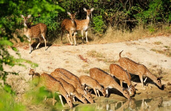 From Negombo: Anuradhapura to Wilpattu National Park 2-Day - Inclusions and Exclusions