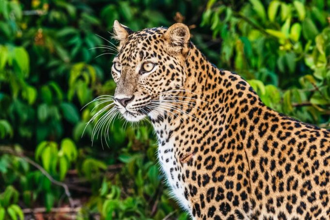 From Negombo: Anuradhapura to Wilpattu National Park 2-Day - Frequently Asked Questions