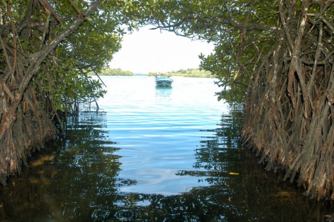 From Negombo: Bentota Full-Day Tour - Activities and Fees
