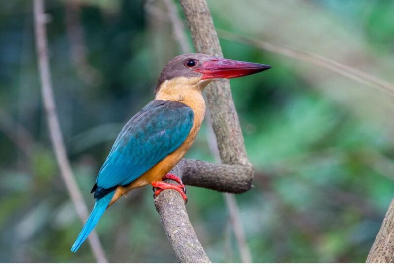 From Negombo: Galle Dutch Fort & Madu River Safari Tour - Madu Ganga River Safari