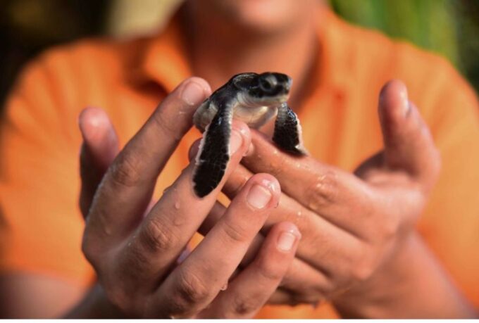 From Negombo: Madu River Safari & Turtle Hatchery Visit - Frequently Asked Questions
