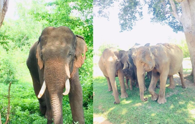 From Negombo: Sigiriya Dambulla and Village Safari Day Tour - Customer Feedback