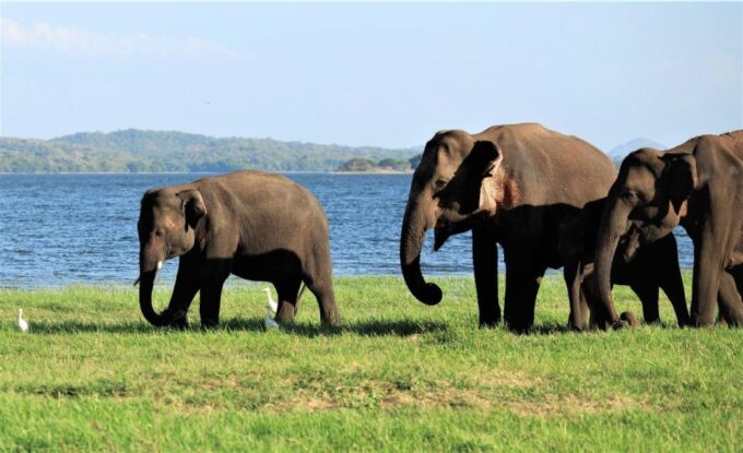 From Negombo: Sigiriya / Dambulla & Minneriya National Park - Elephant Safari