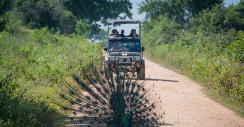From Negombo: Udawalawa National Park Wildlife Safari - Key Points