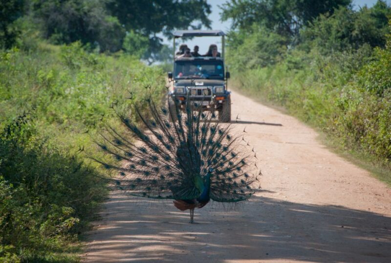 From Negombo: Udawalawa National Park Wildlife Safari - Itinerary and Duration