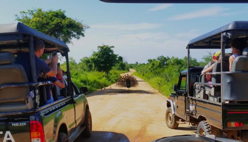 From Negombo: Udawalawa National Park Wildlife Safari - Wildlife Experience