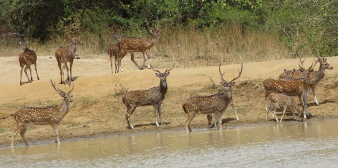 From Negombo: Udawalawa National Park Wildlife Safari - Accessibility Considerations