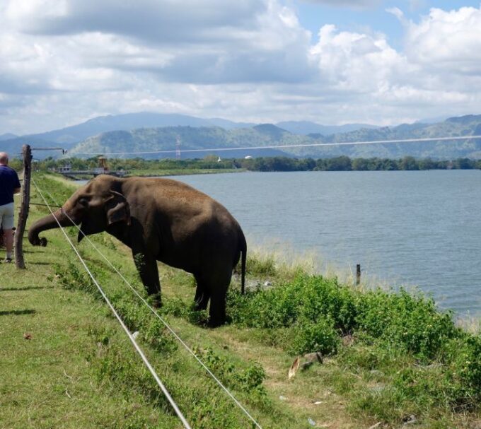 From Negombo: Udawalawa National Park Wildlife Safari - Itinerary Subject to Change
