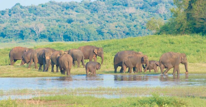 From Negombo: Wilpattu National Park Safari Guided Day Tour - Itinerary