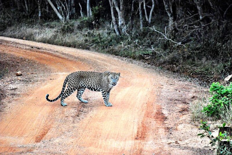 From Negombo: Wilpattu National Park Safari Guided Day Tour - Travel to Wilpattu National Park