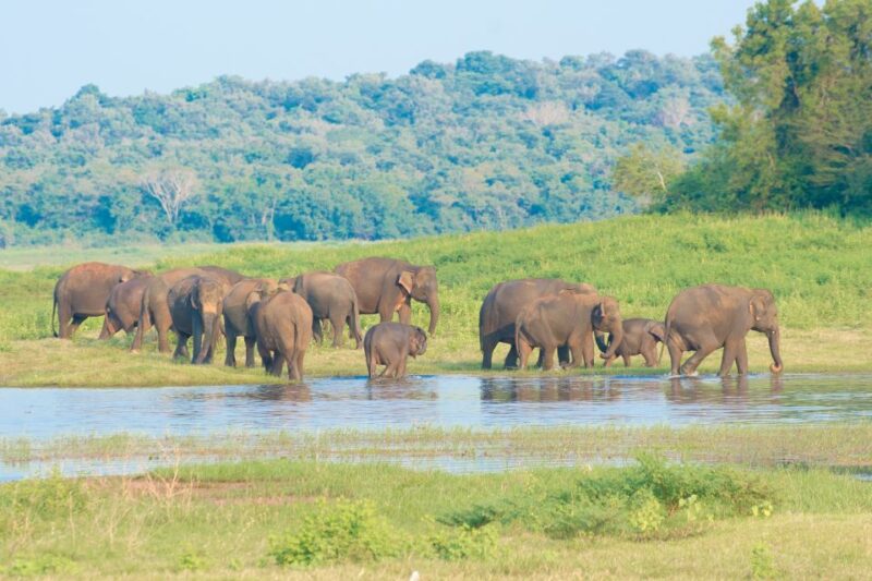 From Negombo: Wilpattu National Park Safari Guided Day Tour - Wildlife and Park Features