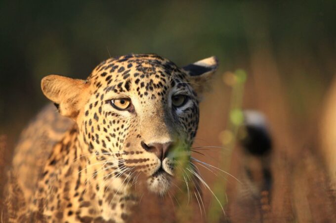 From Negombo: Wilpattu National Park Safari Guided Day Tour - Customer Feedback