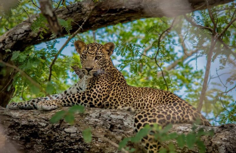 From Negombo: Wilpattu National Park Safari Tour - Itinerary Highlights