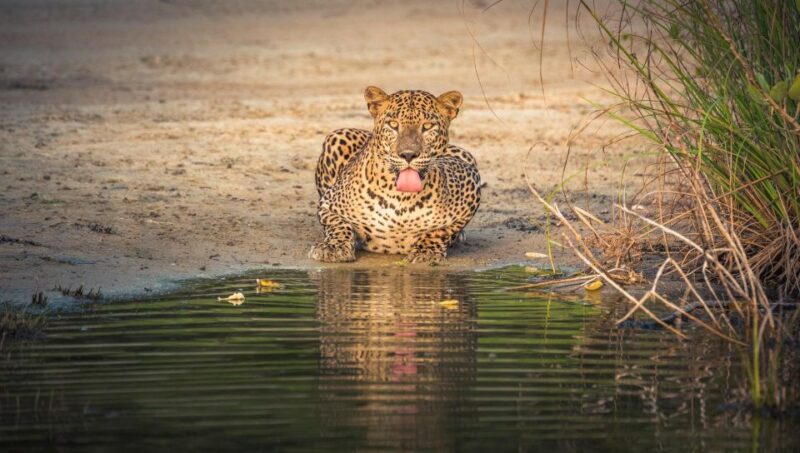 From Negombo: Wilpattu National Park Safari Tour - Spice and Herbal Garden Visit