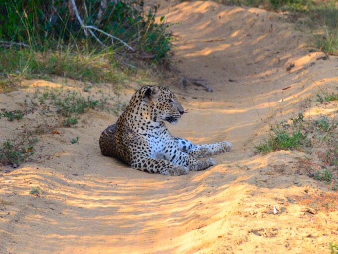 From Negombo: Wilpattu National Park Safari Tour - Wilpattu National Park