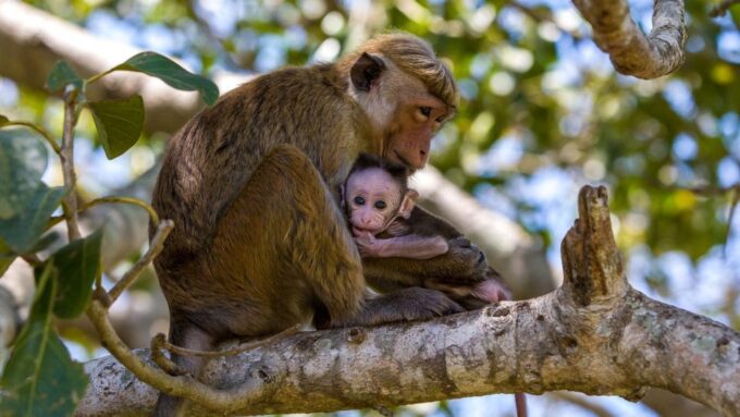 From Negombo: Wilpattu National Park Safari Tour - Frequently Asked Questions